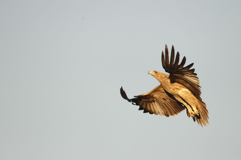 Imagen 4 de la galería de Águila Imperial - Imperial eagle